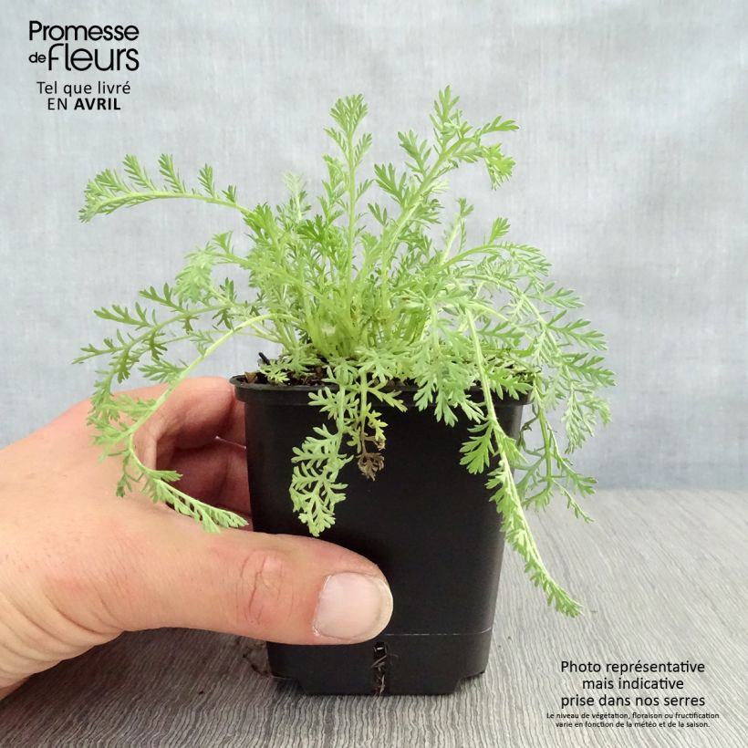 Achillea odorata 8/9 cm pot sample as delivered in spring