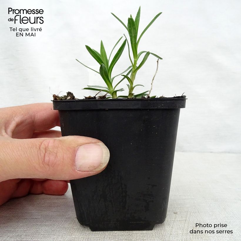 Achillea ptarmica Nana Compacta 8/9 cm pot sample as delivered in spring