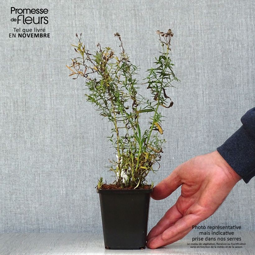 Achillea ptarmica The Pearl 8/9 cm pot sample as delivered in autumn