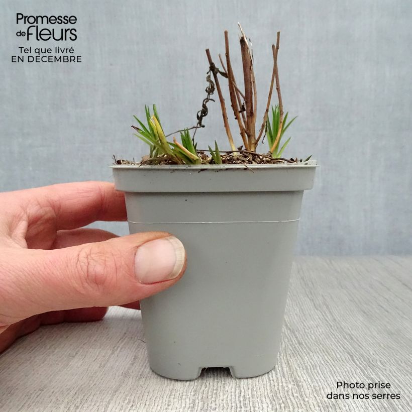 Achillea ptarmica The Pearl 8/9 cm pot sample as delivered in winter