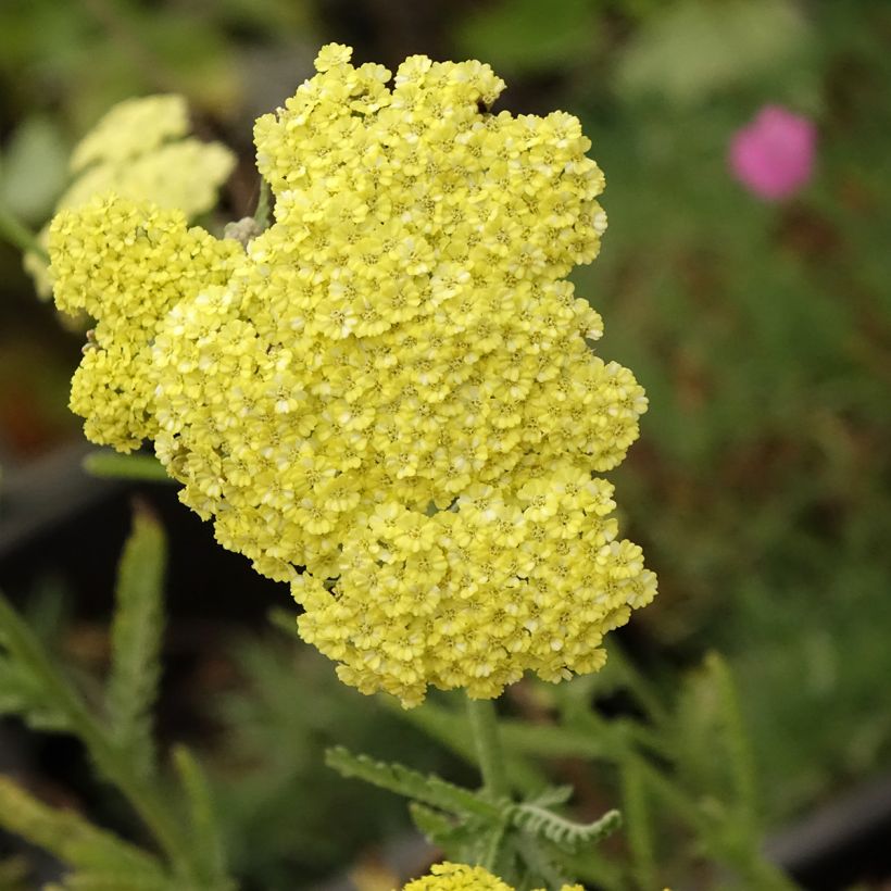 Achillea taygetea (Flowering)