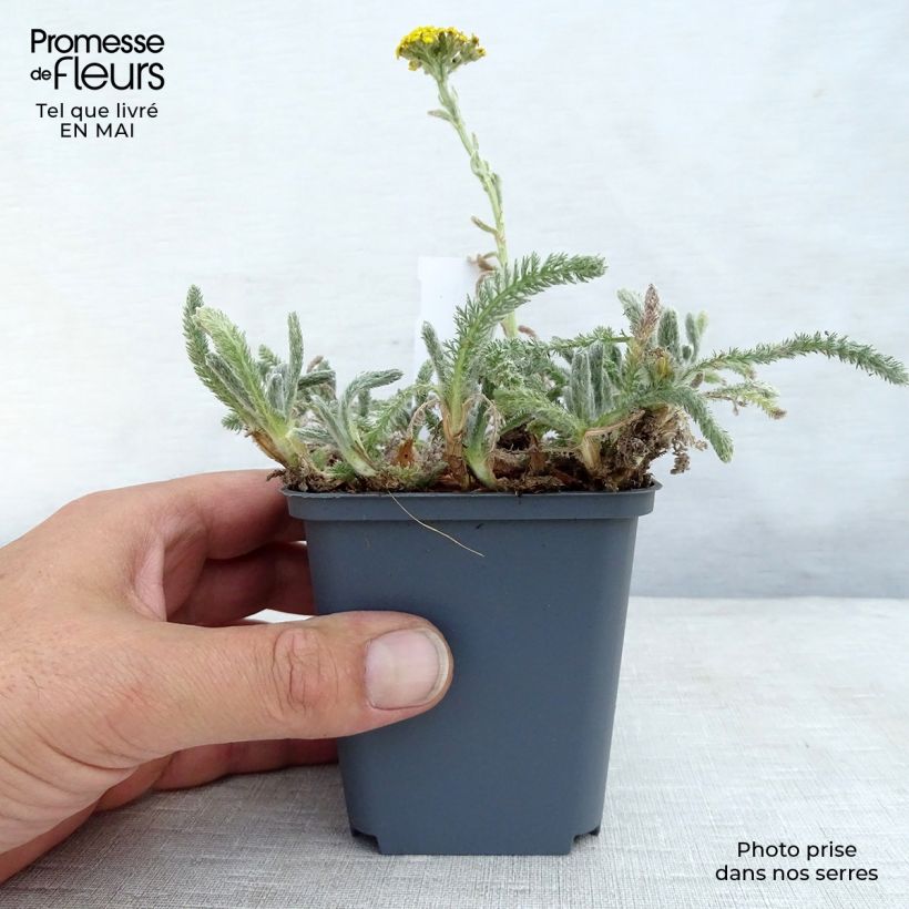 Achillea tomentosa 8/9 cm pot sample as delivered in spring