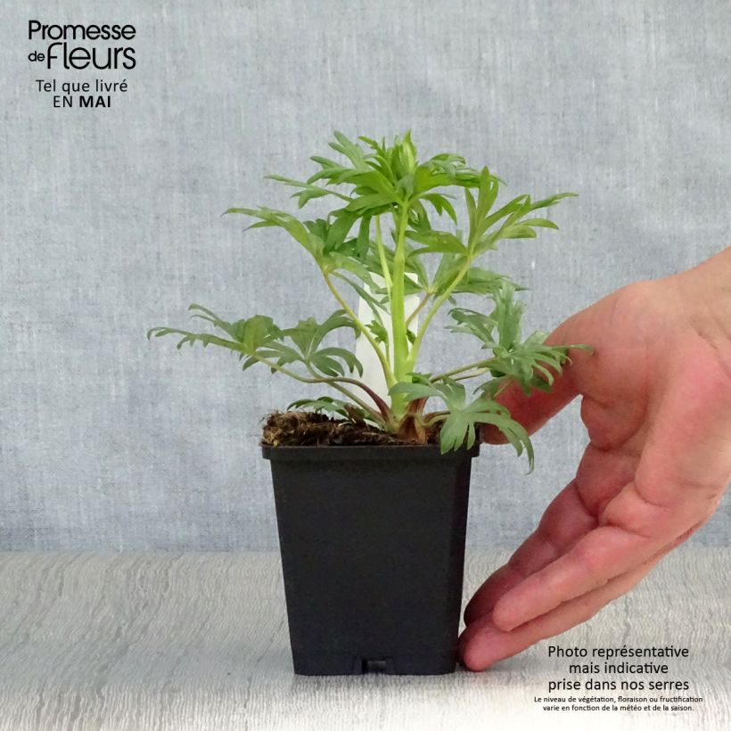 Aconitum henryi Sparks Variety 8/9 cm pot sample as delivered in spring