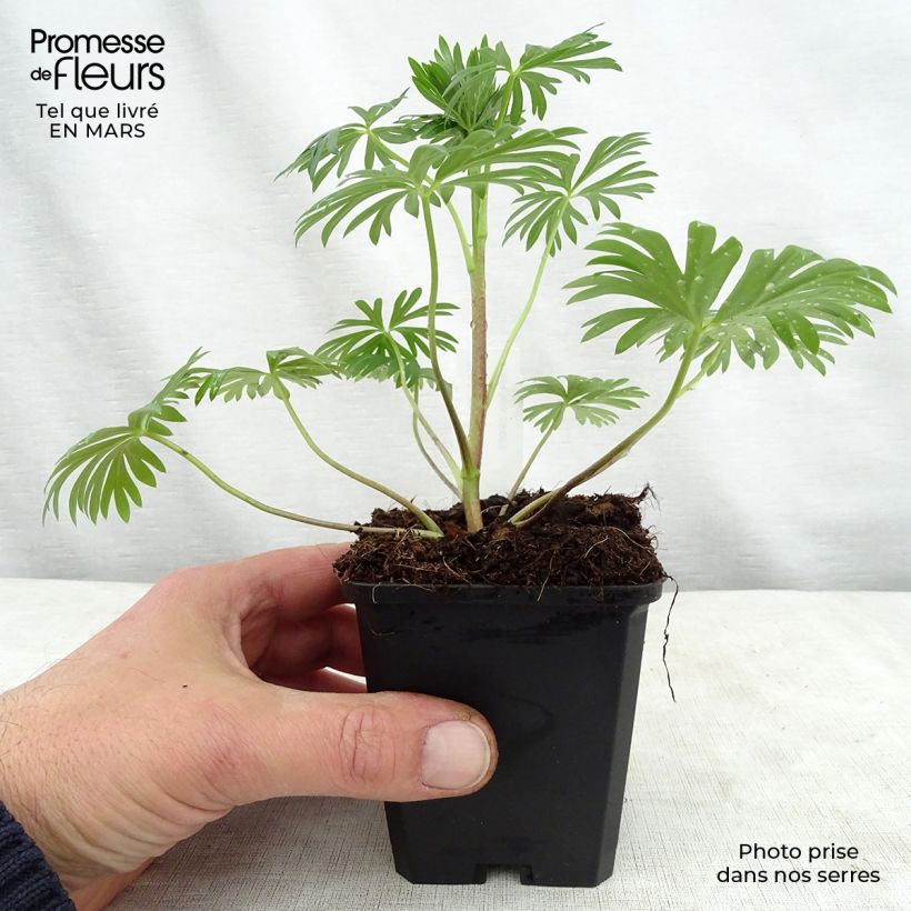 Aconitum napellus Rubellum 8/9 cm pot sample as delivered in spring