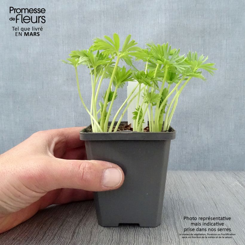 Aconitum napellus Album 8/9 cm pot sample as delivered in spring