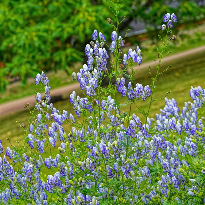 Aconitum cammarum Bicolor (Plant habit)