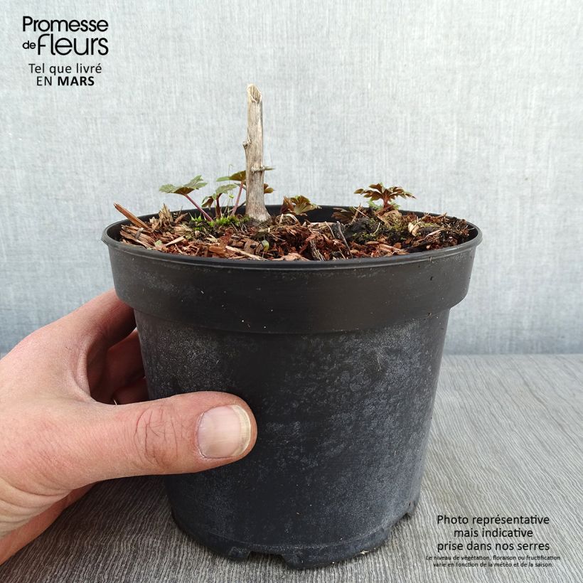 Aconitum carmichaelii Arendsii 2L/3L pot sample as delivered in winter