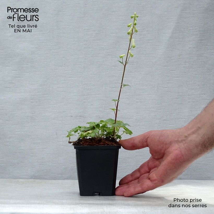 Aconitum septentrionale Ivorine 8/9 cm pot sample as delivered in spring