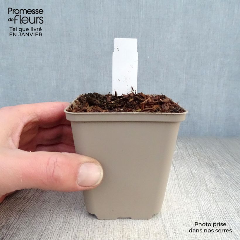 Aconitum septentrionale Ivorine 8/9 cm pot sample as delivered in winter