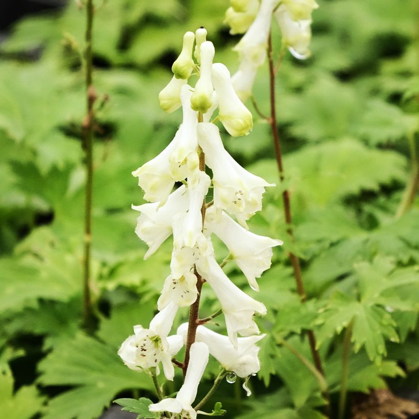 Aconitum septentrionale Ivorine (Flowering)