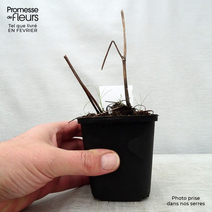 Aconitum lamarckii 8/9 cm pot sample as delivered in winter