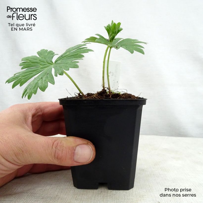 Aconitum lamarckii 8/9 cm pot sample as delivered in spring