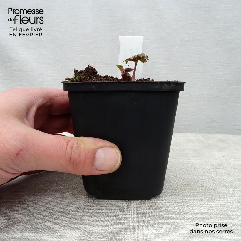 Aconitum carmichaelii Cloudy 8/9 cm pot sample as delivered in winter