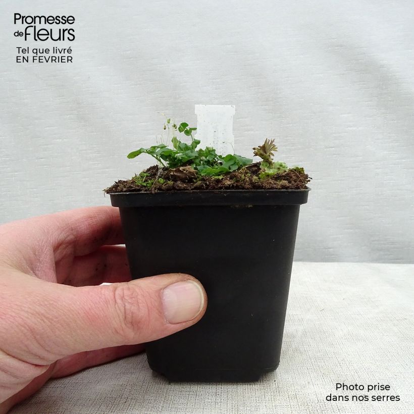 Aconitum napellus 8/9 cm pot sample as delivered in winter