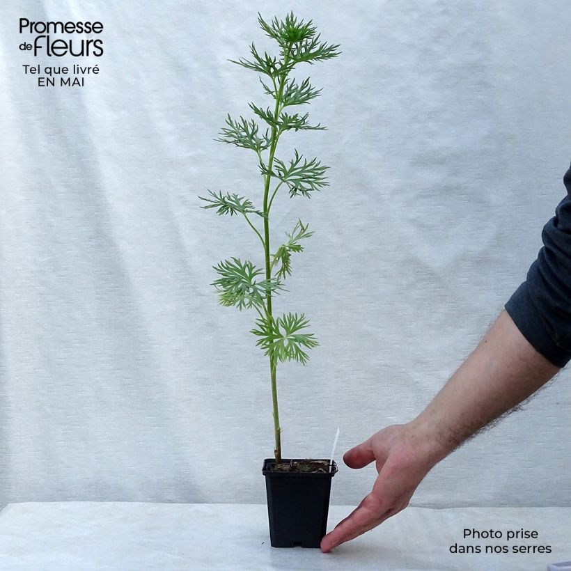 Aconitum napellus 8/9 cm pot sample as delivered in spring