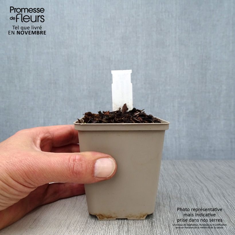 Aconitum napellus 8/9 cm pot sample as delivered in autumn