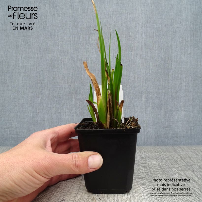 Acorus calamus 8/9 cm pot sample as delivered in spring