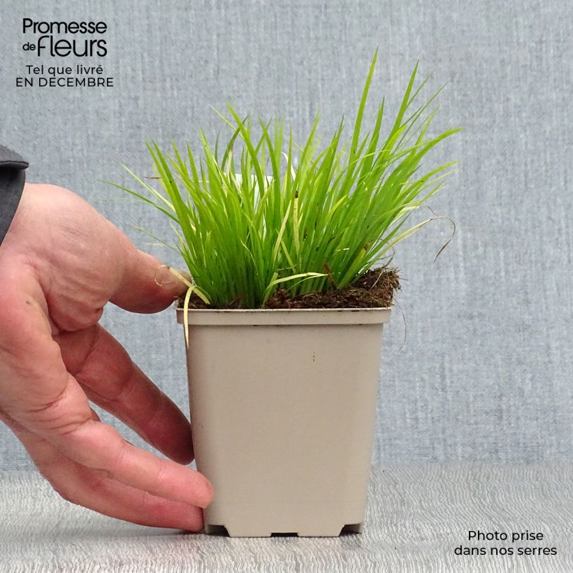 Acorus gramineus 8/9 cm pot sample as delivered in winter