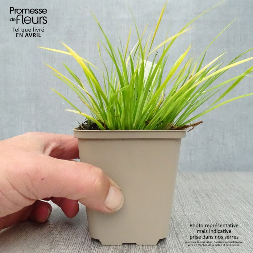 Acorus gramineus 8/9 cm pot sample as delivered in spring