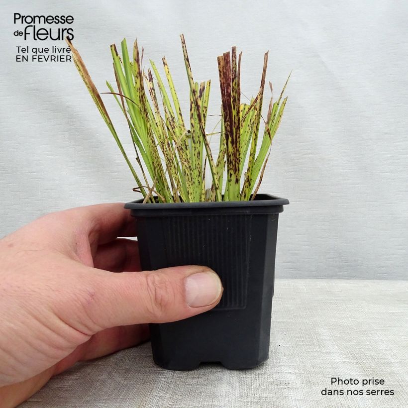 Acorus gramineus Ogon - Variegated Japanese Sweet Flag 8/9 cm pot sample as delivered in winter