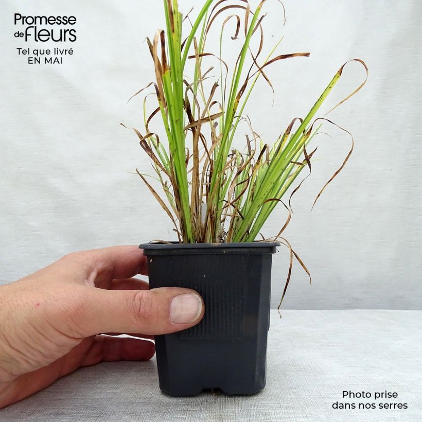 Acorus gramineus Ogon - Variegated Japanese Sweet Flag 8/9 cm pot sample as delivered in spring