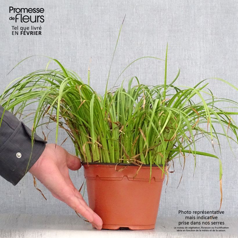 Acorus gramineus Ogon - Variegated Japanese Sweet Flag 2L/3L pot sample as delivered in winter