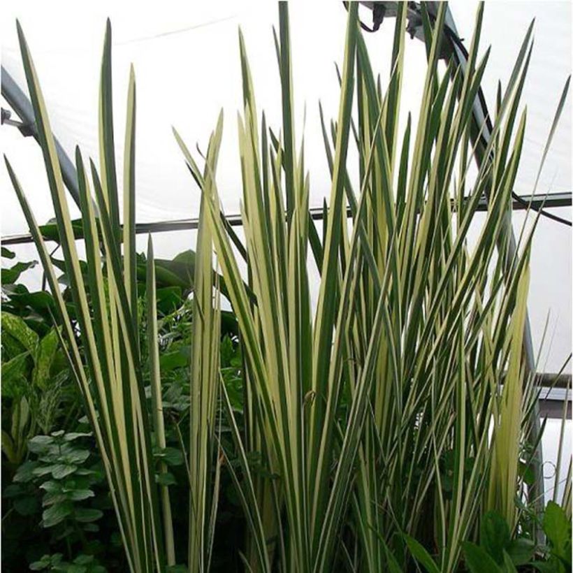 Acorus gramineus Variegatus (Plant habit)