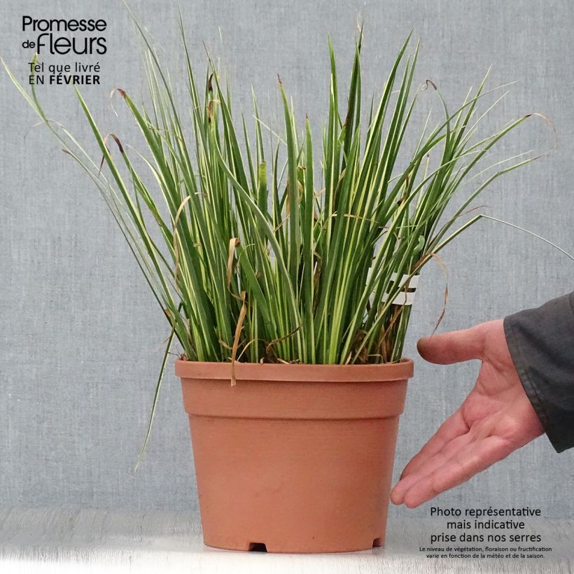 Acorus gramineus Variegatus 2L/3L pot sample as delivered in winter