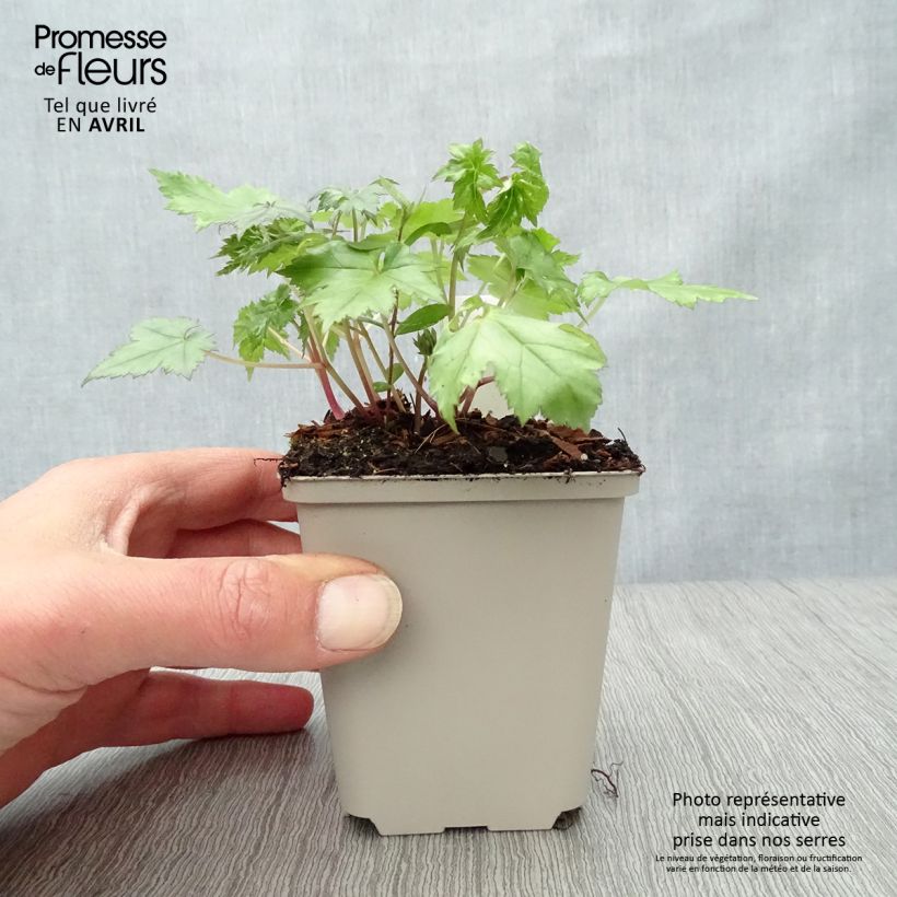 Cimicifuga japonica Cheju-Do 8/9 cm pot sample as delivered in spring