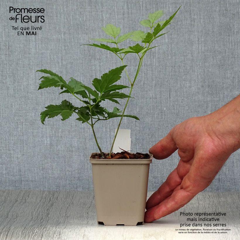 Actaea pachypoda Misty Blue 8/9 cm pot sample as delivered in spring