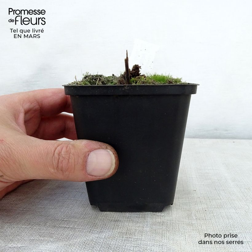 Actaea rubra 8/9 cm pot sample as delivered in spring