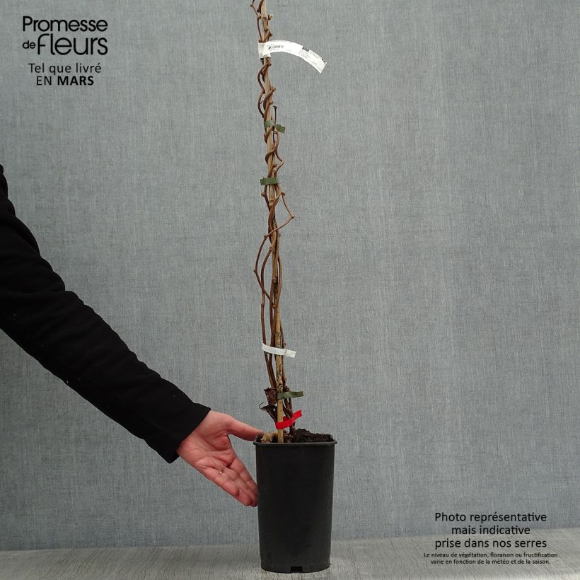 Kiwi Plant Montcap (female) - Actinidia deliciosa 2L/3L pot sample as delivered in winter