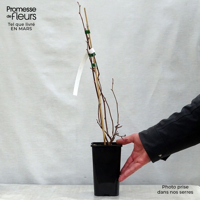 Actinidia kolomikta Adam 1.5L/2L pot sample as delivered in spring