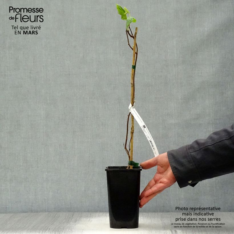 Actinidia kolomikta Eve 1.5L/2L pot sample as delivered in spring