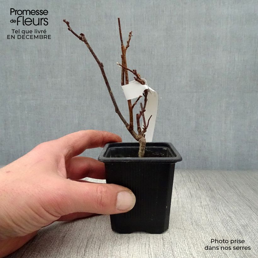 Actinidia kolomikta  8/9 cm pot sample as delivered in winter