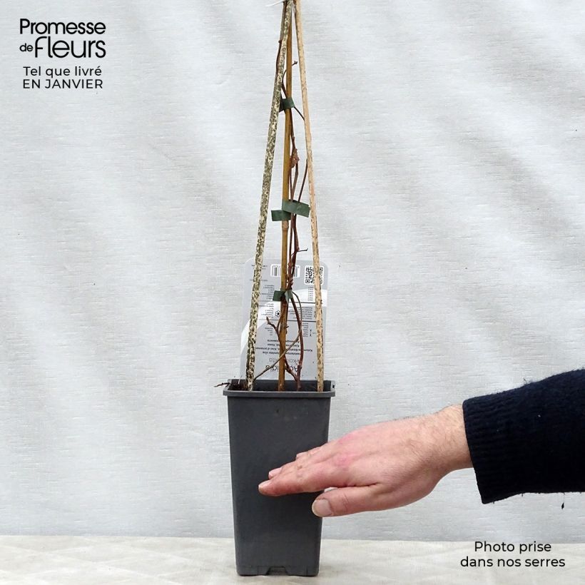 Actinidia kolomikta  2L/3L pot sample as delivered in winter