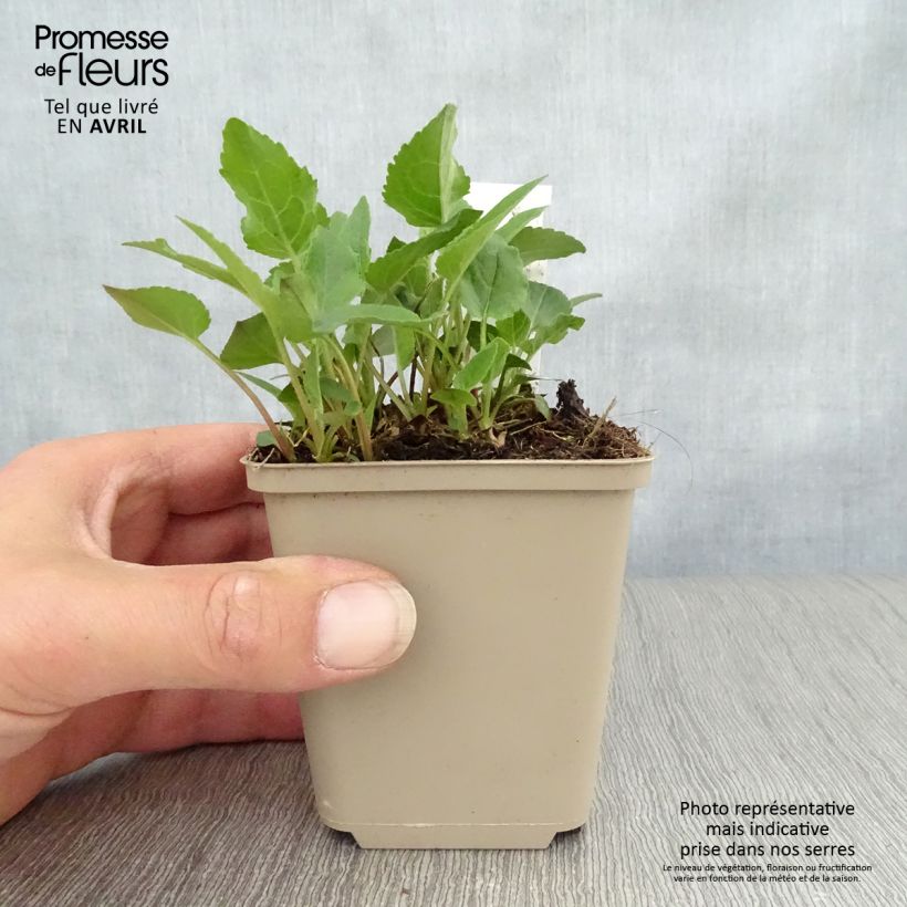 Adenophora confusa Gaudi Violet 8/9 cm pot sample as delivered in spring