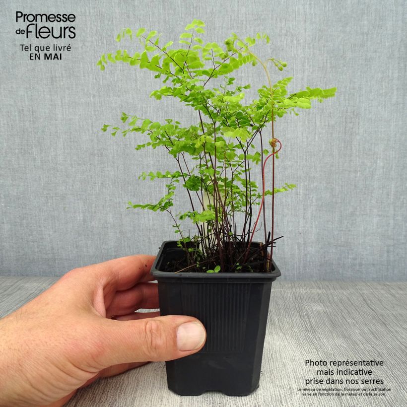 Adiantum pedatum 8/9 cm pot sample as delivered in spring