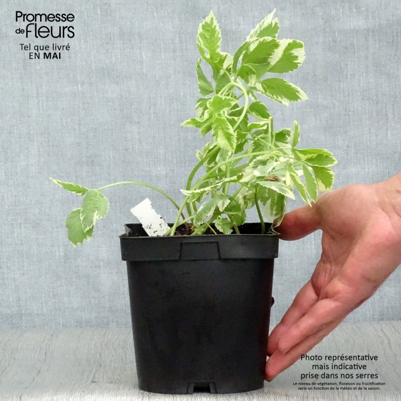 Aegopodium podagraria Variegata 2L/3L pot sample as delivered in spring
