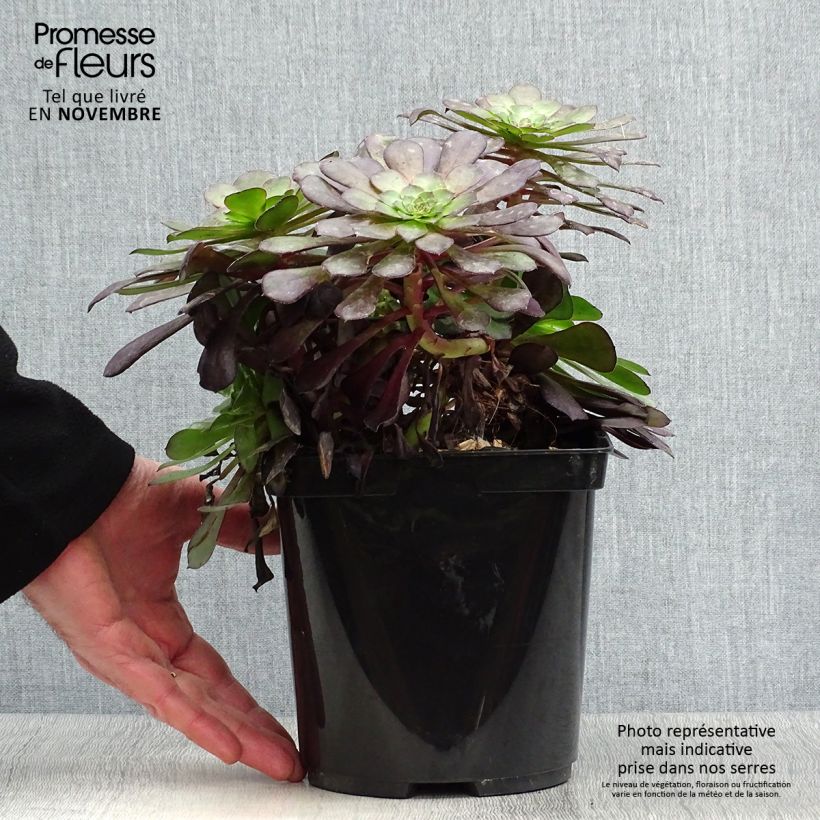 Aeonium arboreum Garnet 3L/4L pot sample as delivered in autumn
