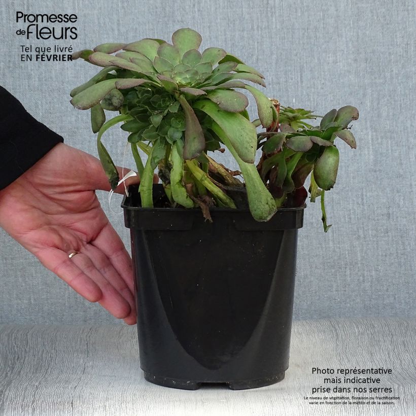 Aeonium arboreum Garnet 3L/4L pot sample as delivered in winter