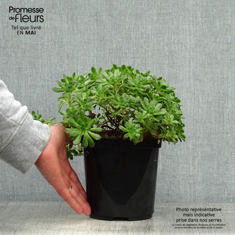 Aeonium occidentale 3L/4L pot sample as delivered in spring