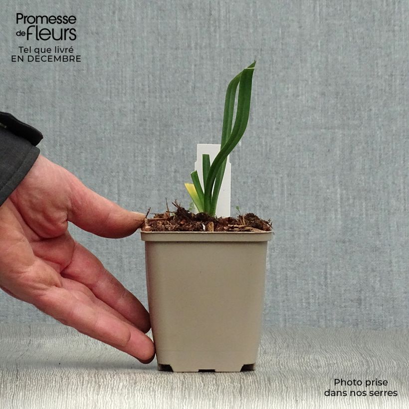 Agapanthus Back in Black 8/9 cm pot sample as delivered in winter