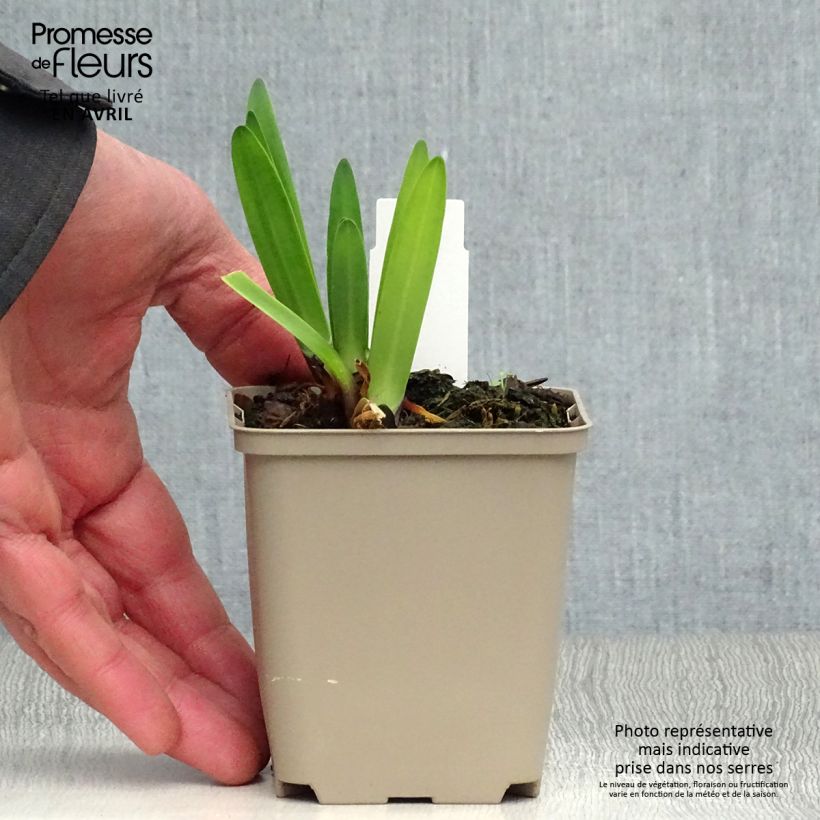 Agapanthus Back in Black 8/9 cm pot sample as delivered in spring