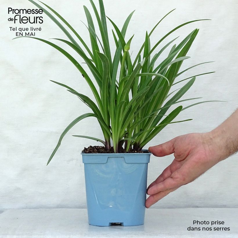 Agapanthus Black Buddhist 2L/3L pot sample as delivered in spring