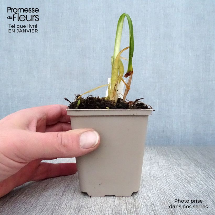 Agapanthus inapertus subsp. pendulus Black Magic 8/9 cm pot sample as delivered in winter