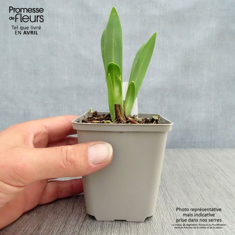 Agapanthus inapertus subsp. pendulus Black Magic 8/9 cm pot sample as delivered in spring