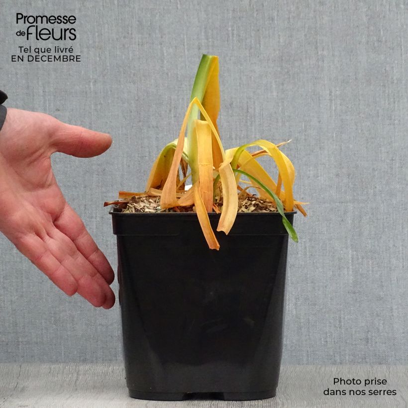 Agapanthus inapertus subsp. pendulus Black Magic 2L/3L pot sample as delivered in winter