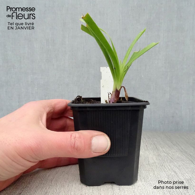 Agapanthus Black Pantha - Lily of the Nile 8/9 cm pot sample as delivered in winter