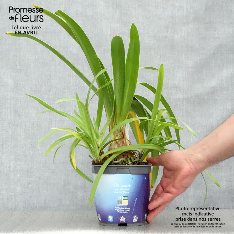 Agapanthus Black Pantha - Lily of the Nile 2L/3L pot sample as delivered in spring